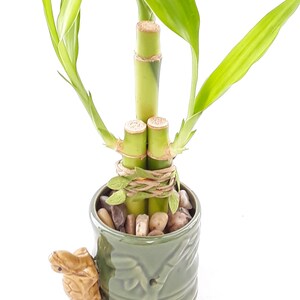 Indoor Live Plants 3 stalks of lucky bamboo arrangements in a green and yellow 3D Turtle vase. US seller, 2 days fast shipping. image 3