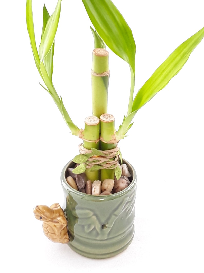 Indoor Live Plants 3 stalks of lucky bamboo arrangements in a green and yellow 3D Turtle vase. US seller, 2 days fast shipping. image 3