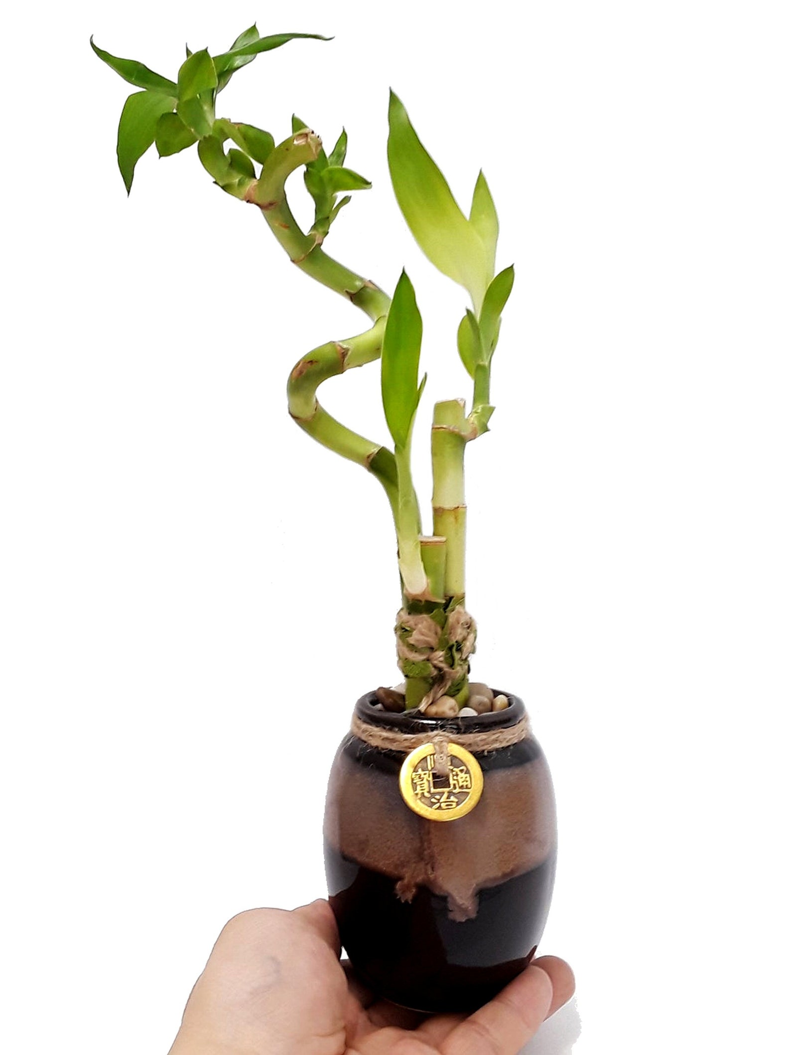 11 Awesome Bathroom Plants that Will Freshen Up Your Bathroom