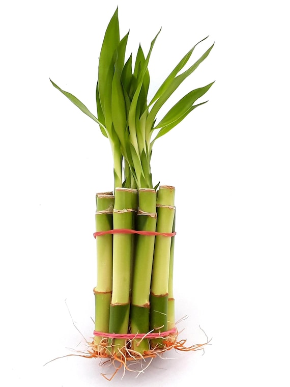 10 Pcs 4" Top Quality Lucky Bamboo (8" Tall Including Leaves). Green Fresh  Healthy Indoor Live Plants With Beautiful Long Leaves. DIY Gift. - Etsy