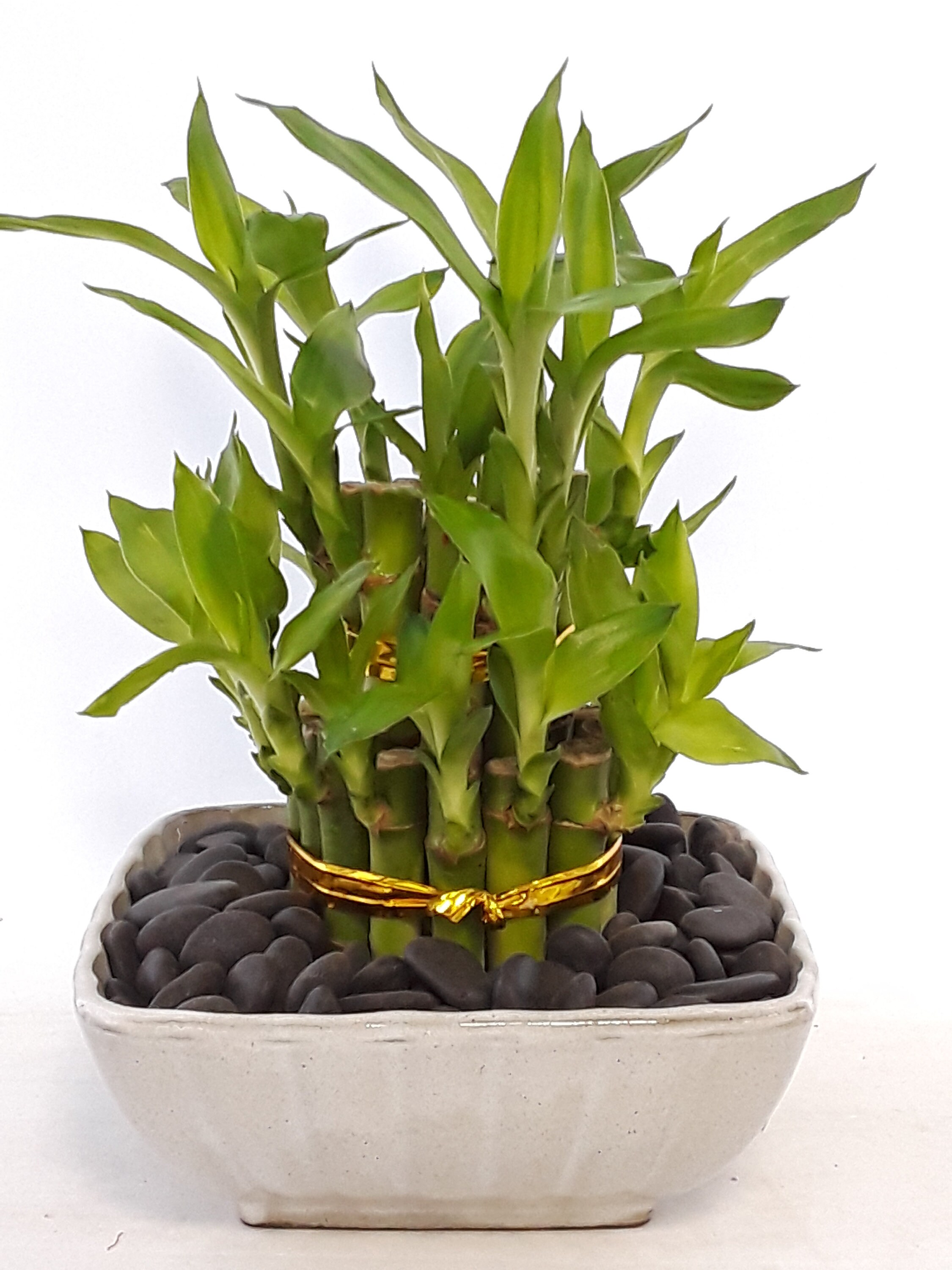 Small lucky bamboo 21 stalks tower in a grey ceramic Vase. Etsy