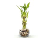 Indoor Live Plants - 6 stalks of lucky bamboo arrangements in a 3.25 quot H x 4 quot W round clear glass vase. US seller, 2 days fast shipping.