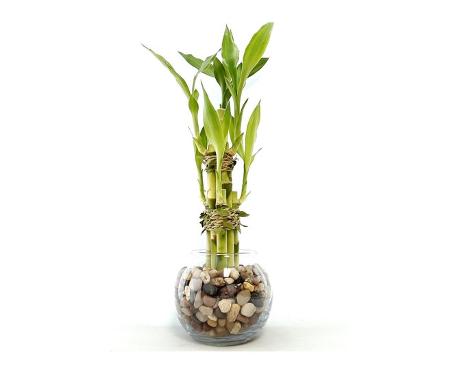 Indoor Live Plants - 6 stalks of lucky bamboo arrangements in a 3.25"H x 4"W round clear glass vase. US seller, 2 days fast shipping.