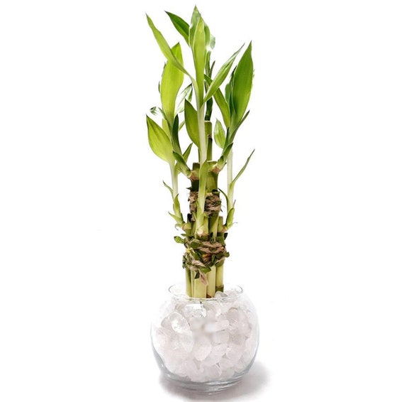 Indoor Live Plants - 6 Stalks of Lucky Bamboo Arrangements in a 3.25"h X  4"w Round Clear Glass Vase. US Seller, 2 Days Fast Shipping. - Etsy