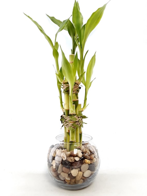 Indoor Live Plants - 6 Stalks of Lucky Bamboo Arrangements in a 3.25"h X  4"w Round Clear Glass Vase. US Seller, 2 Days Fast Shipping. - Etsy
