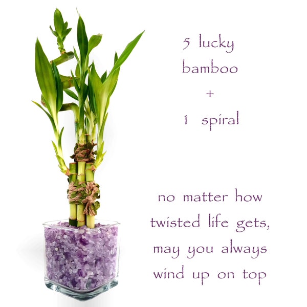 5 pcs Lucky Bamboo + 1 Spiral in door plants in a thick square glass vase. No Matter How Twisted Life gets, you will always Wind Up on Top!