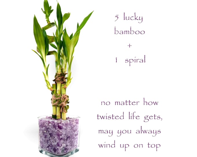 5 pcs Lucky Bamboo + 1 Spiral in door plants in a thick square glass vase. No Matter How Twisted Life gets, you will always Wind Up on Top!