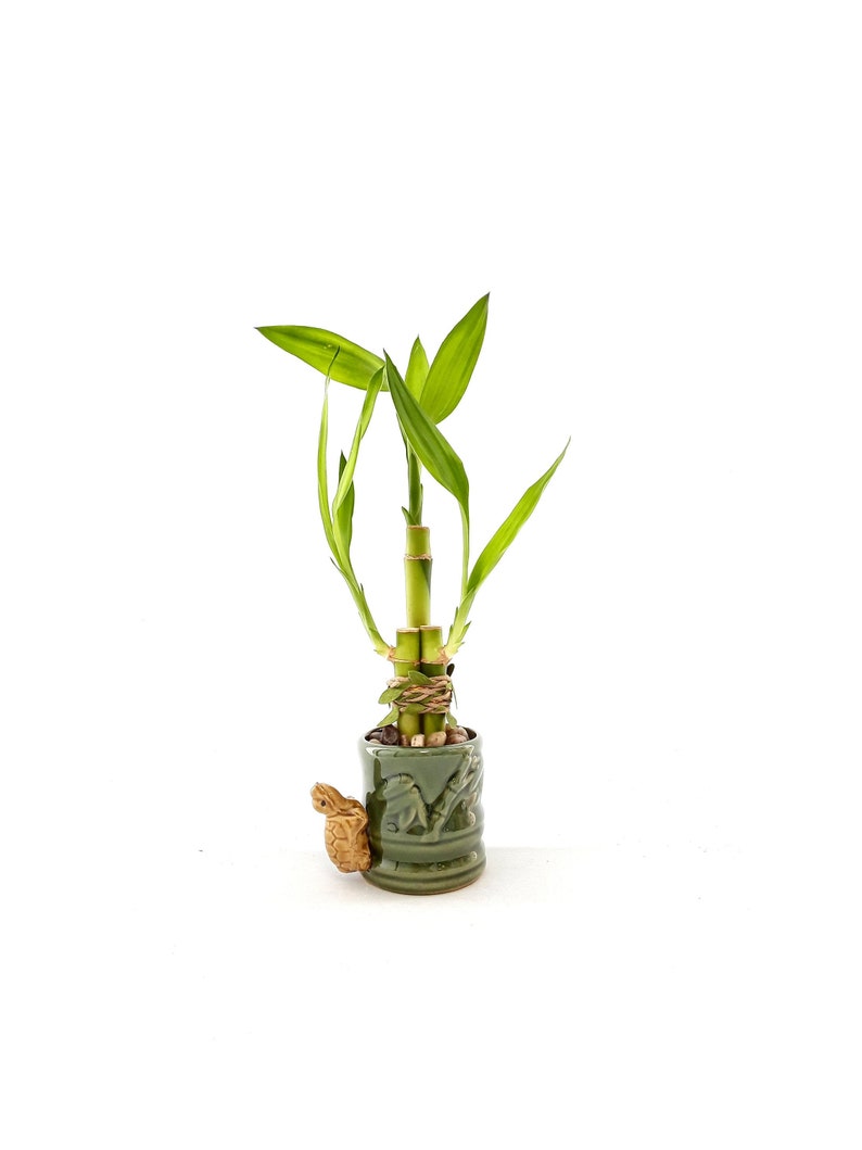 Indoor Live Plants 3 stalks of lucky bamboo arrangements in a green and yellow 3D Turtle vase. US seller, 2 days fast shipping. image 1