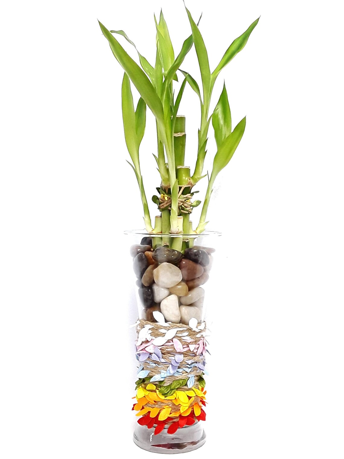 Lucky Bamboo in Decorative Vase 6 Stalks of Bamboo in Glass Etsy