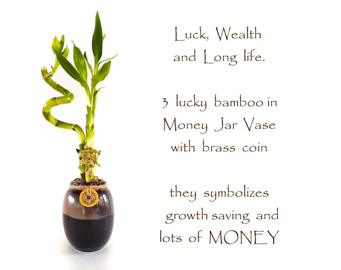 Luck Wealth and Long Life. 3 stalks Lucky Bamboo Spiral gift in a Money Jar ceramic vase tied with lucky brass coin. Prosperity blessing set