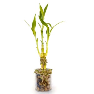 Indoor Live Plants - 3 stalks of lucky bamboo arrangements in a thick round clear glass vase. US seller, 2 days fast shipping.