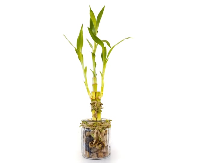 Indoor Live Plants - 3 stalks of lucky bamboo arrangements in a thick round clear glass vase. US seller, 2 days fast shipping.