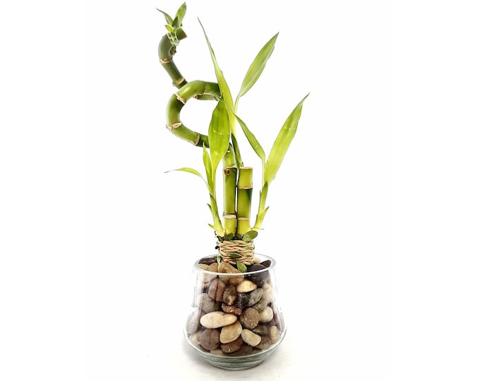 Indoor Live Plants - 4 stalks of lucky bamboo spiral arrangements in a clear glass vase. US seller, 2 days fast shipping.