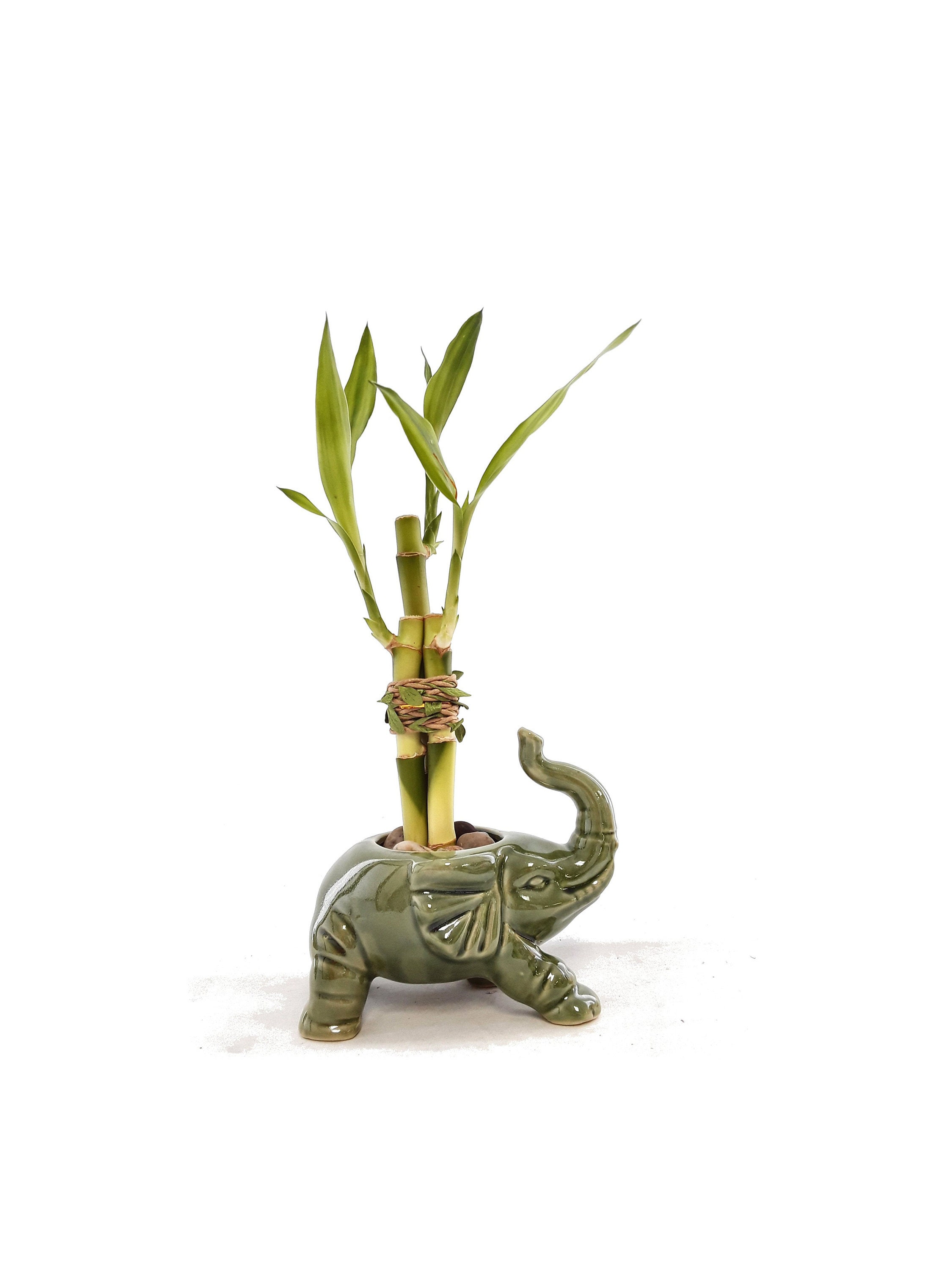 Indoor Live Plants 3 or 6 stalks of lucky bamboo arrangements in a trunk up lucky elephant