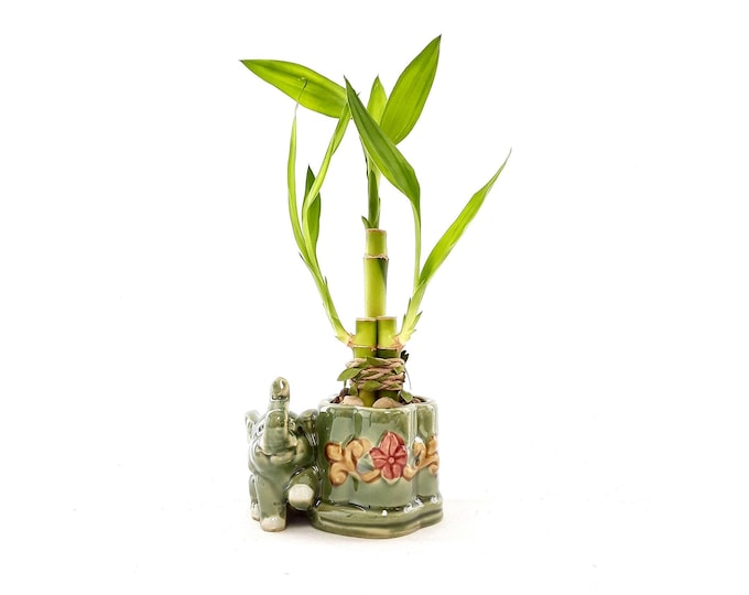 Lucky Elephant Live Plants Lucky Bamboo with Elephant Vase. Surprise girlfriend, daughter granddaughter mother aunt grandma. Fast Shipping
