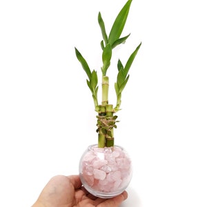 3 Stalks Lucky Bamboo Plants indoor live plants with Crystal  vase fillers. Perfect Small Gift for house warming, birthday, anniversary,