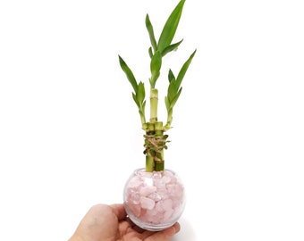 3 Stalks Lucky Bamboo Plants indoor live plants with Crystal  vase fillers. Perfect Small Gift for house warming, birthday, anniversary,