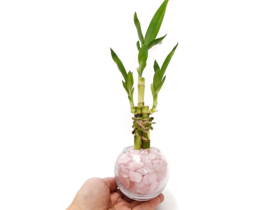 A lucky bamboo plant is a great gift for the new year (unless it dies) |  The Seattle Times