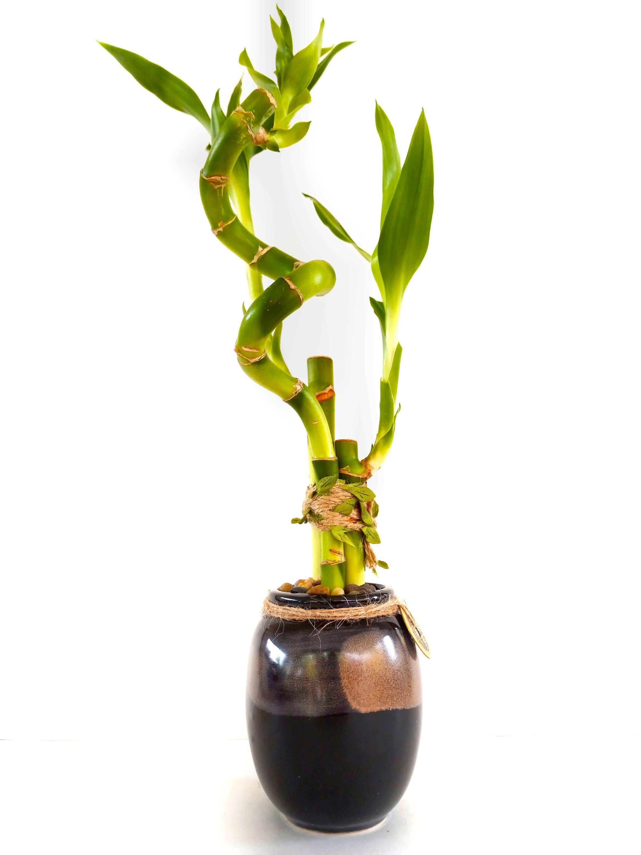 - Unlocking Prosperity And Luck: The Symbolism Of Bamboo Stalks