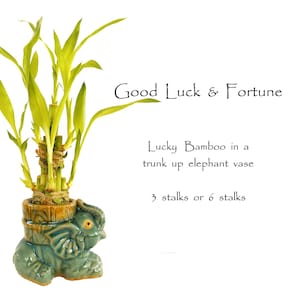 Gift for Good luck and Good Fortune. Indoor Live Plants - 3 or 6 stalks of lucky bamboo arrangements in a trunk up lucky elephant vase.