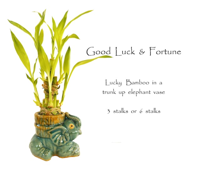 Gift for Good luck and Good Fortune. Indoor Live Plants - 3 or 6 stalks of lucky bamboo arrangements in a trunk up lucky elephant vase.
