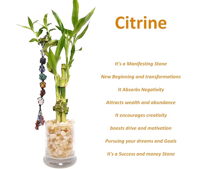 Indoor Live Plants - 4 stalks of lucky bamboo spiral bamboo in a glass vase with tumbled Citrine stone Crystal filler.