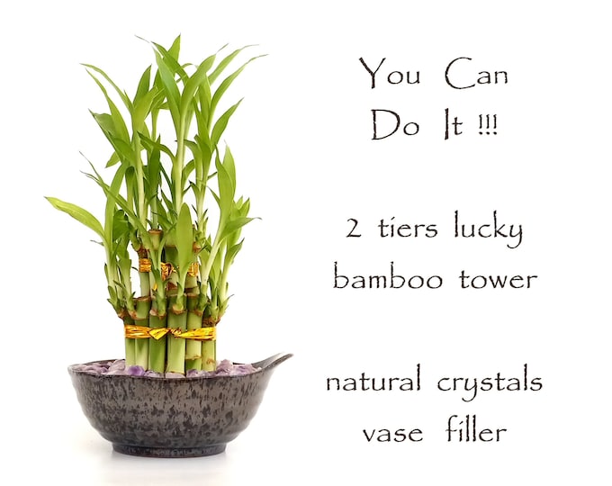You Can Do It! 2 tiers Lucky Bamboo gift set in a Ceramic Vase with Natural crystals. Motivation Gift, Graduation Gift, New Home/ job Gift.