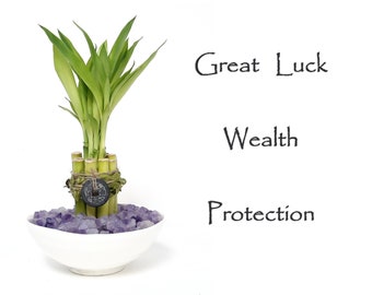 Great Luck 9 stalks Lucky bamboo gift set with Crystal vase filler. Gift for Birthday, Graduation, Housewarming, meditation and Get Well.