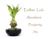 Endless Luck 9 stalks Lucky bamboo gift set with Crystal vase filler. Gift for Birthday, Graduation, Housewarming, meditation and Get Well.