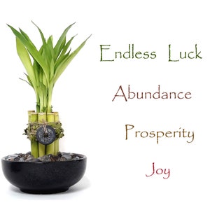 Endless Luck 9 stalks Lucky bamboo gift set with Crystal vase filler. Gift for Birthday, Graduation, Housewarming, meditation and Get Well.