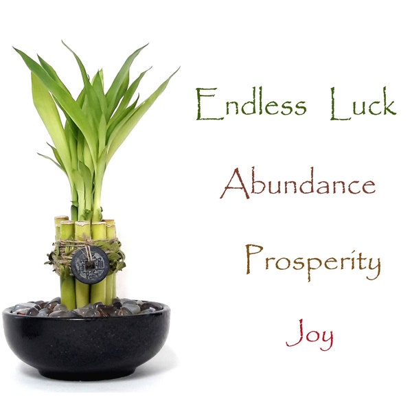 Endless Luck 9 stalks Lucky bamboo gift set with Crystal vase filler. Gift for Birthday, Graduation, Housewarming, meditation and Get Well.