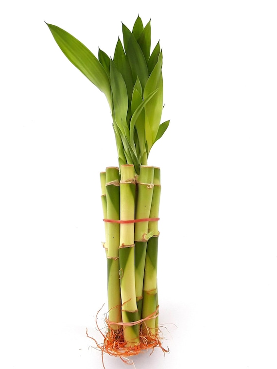 10 Pcs 6" Top Quality Lucky Bamboo (12" Tall Including Leaves). Green Fresh  Healthy Indoor Live Plants With Beautiful Long Leaves. DIY Gift. - Etsy