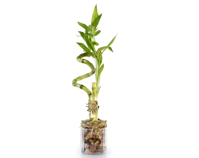 Indoor Live Lucky Bamboo Plants 3 stalks in a wrapped glass vase. Gift with crystal vase fillers for Health, Wealth and Long Life blessings.
