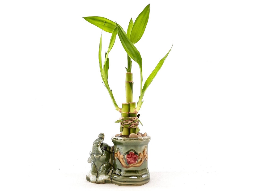 bamboo plant with elephant vase
