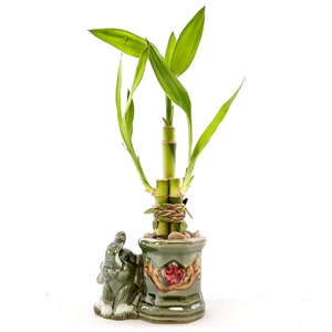 Bamboo Plants 3 stalks Lucky Bamboo in Lucky Elephant Vase. Surprise girlfriend, daughter granddaughter mother aunt grandma. Fast Shipping