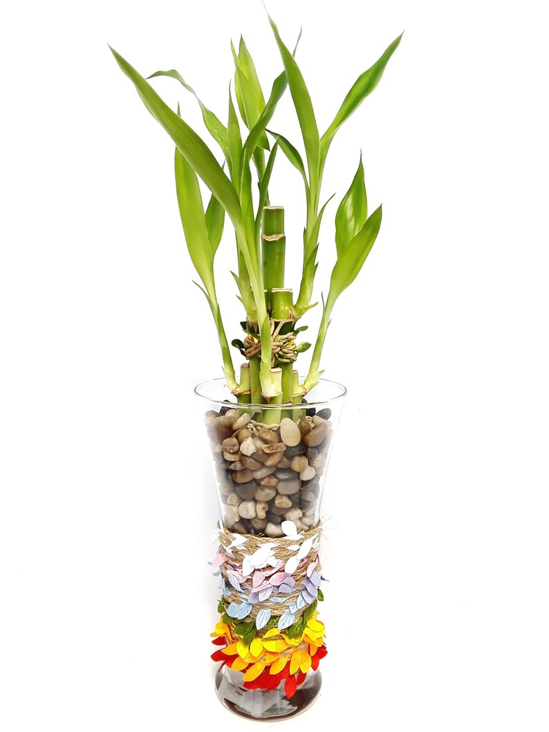Lucky Bamboo in Decorative Vase 6 Stalks of Bamboo in Glass Etsy