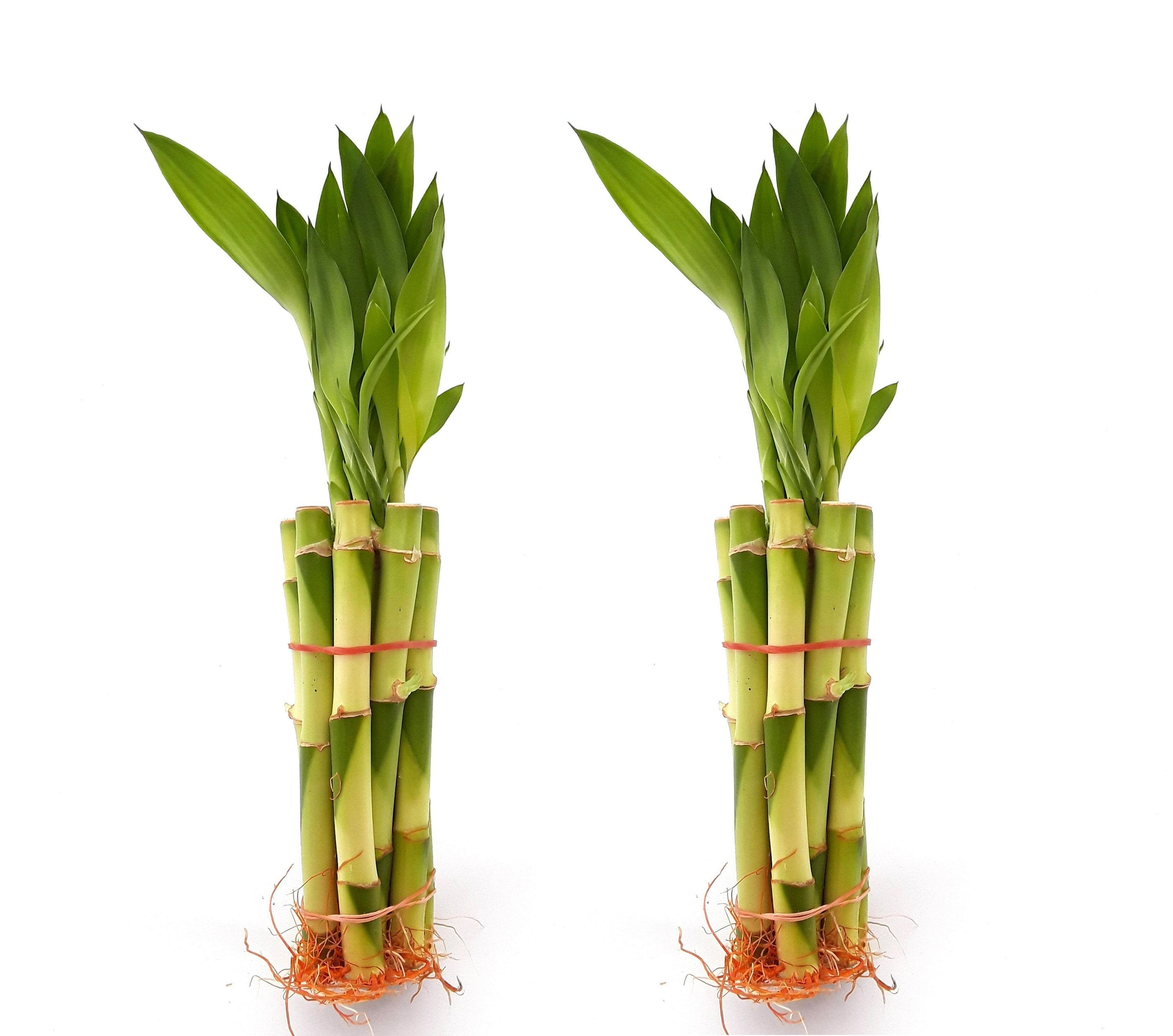 Lucky Bamboo - Individual Bamboo Sticks from ; Our lucky  bamboo stalks are selected from the Taiwan species which are stronger and