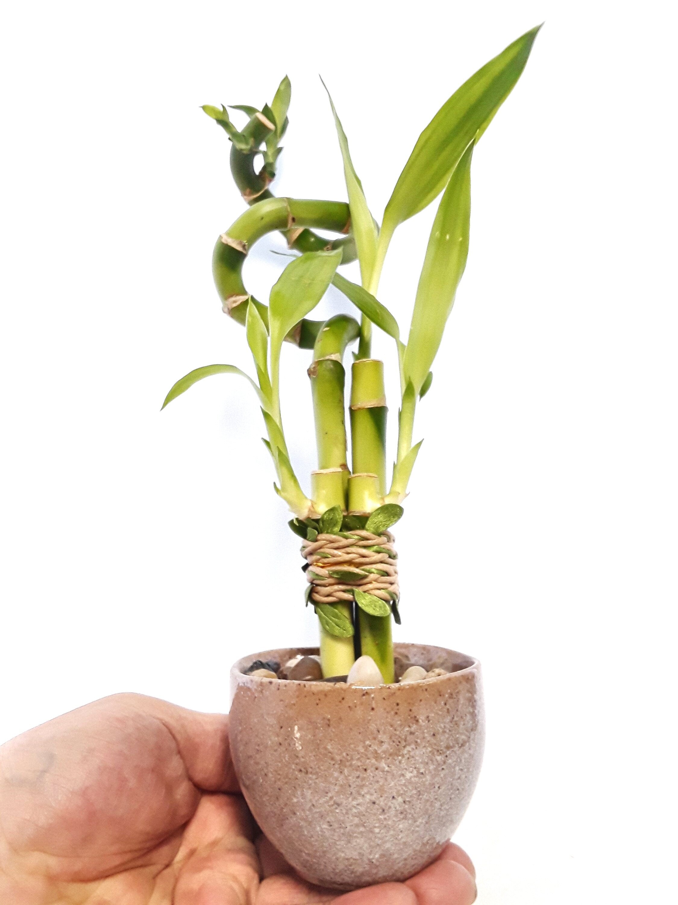 Indoor Live Plants 4 stalks lucky bamboo in japanese