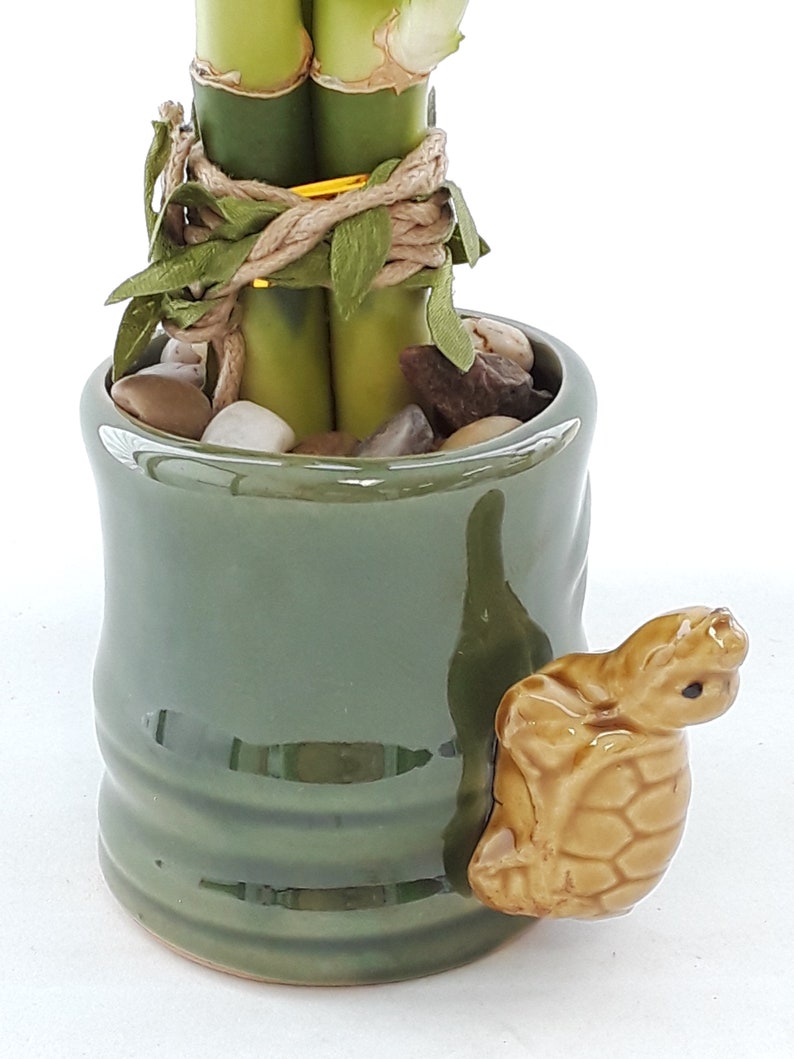 Indoor Live Plants 3 stalks of lucky bamboo arrangements in a green and yellow 3D Turtle vase. US seller, 2 days fast shipping. image 5