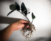 Black ZZ Raven Plant Exotic Plants and Indoor Live House Plants