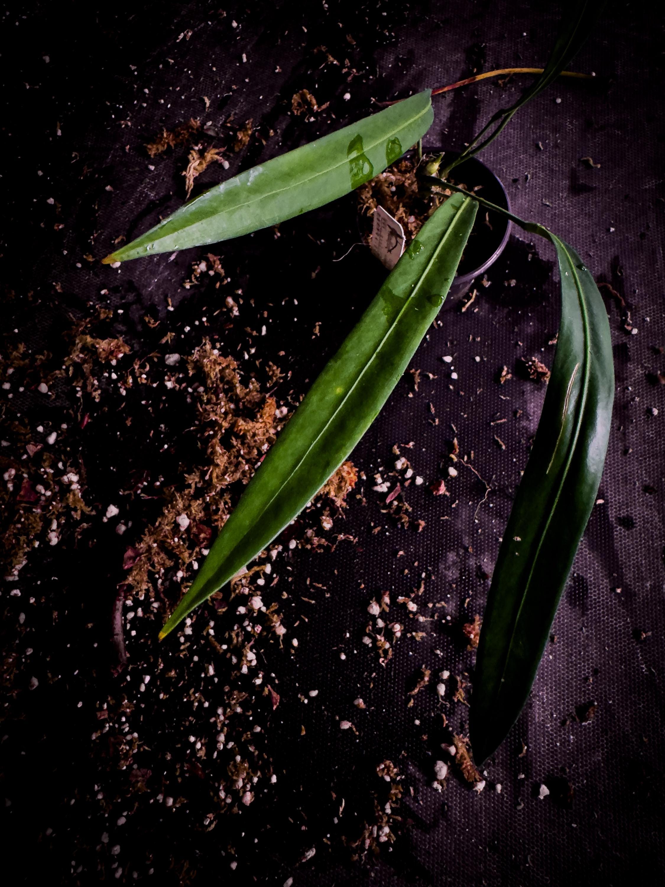 Anthurium Pendens Rare Strap-leaf Aroid | Long Pendant Exact Plant | TWP  Tropical - Etsy