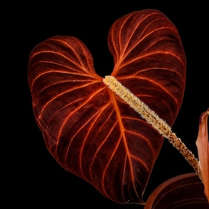 Philodendron Verrucosum - Etsy