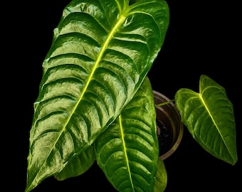 Anthurium Veitchii Super Narrow - Etsy