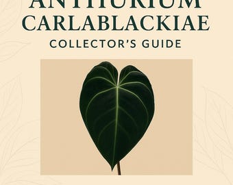 Anthurium carlablackiae Velvet Leaf Guide – Rare Care Tips + Bonus Audio (Printable PDF)