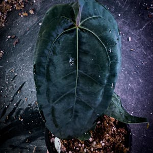 Anthurium 'blue Venom' (ace × BVEP Clone) | Rare Velvet Aroid