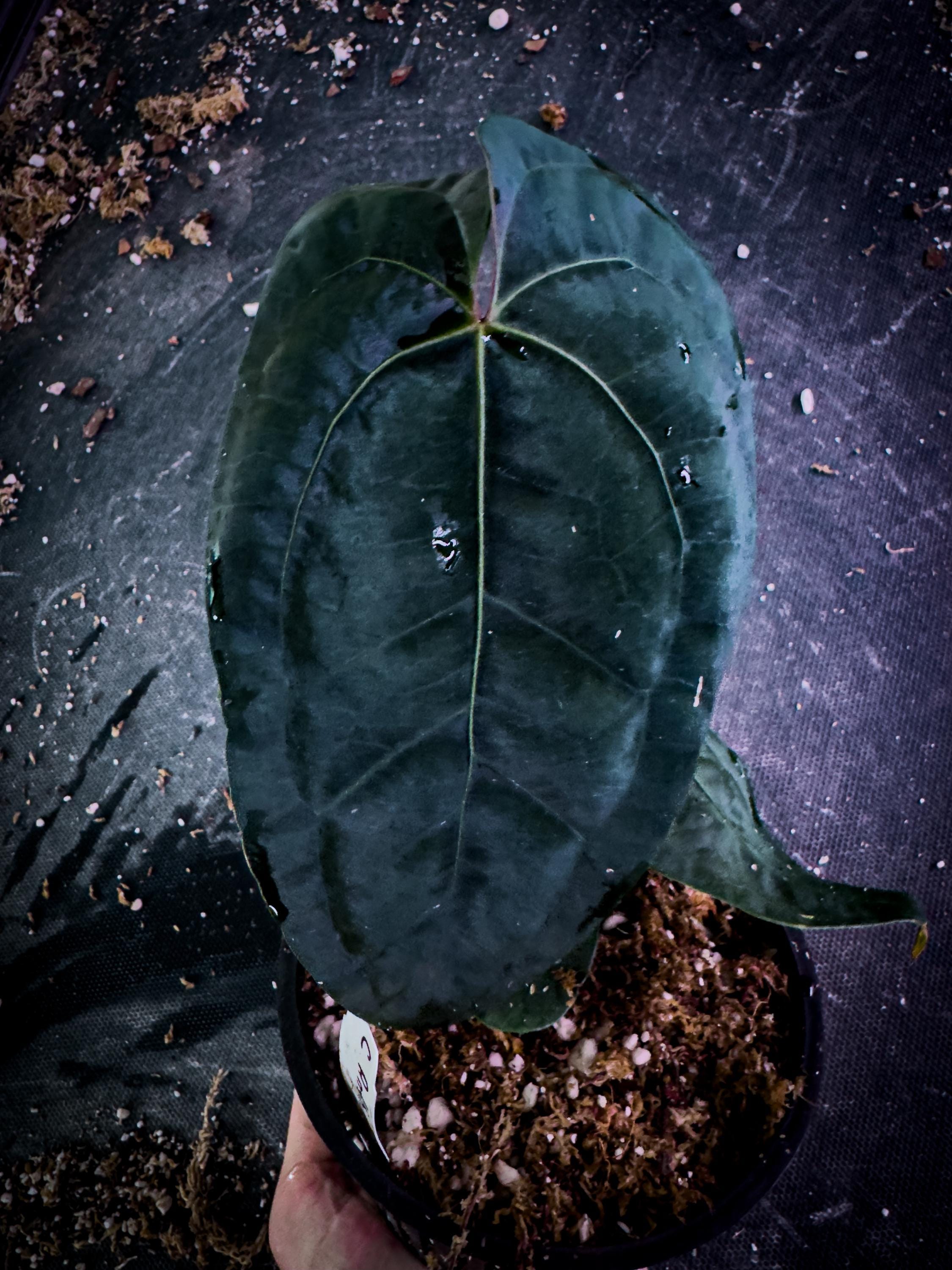 Anthurium 'blue Venom' (ace × BVEP Clone) | Rare Velvet Aroid