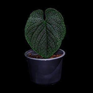 Anthurium Splendidum - Etsy