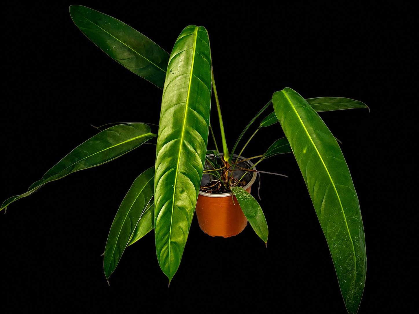 anthurium magnificum x besseae Anthurium Besseae Aff Spider Hybrid Plant – Granthuriums main image 1