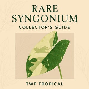 Syngonium Collector’s Guide – Variegated & Arrowhead Types + Bonus Audio (Printable PDF)