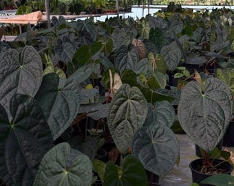 Anthurium Magnificum x luxurians • BLIND PRESALE • 8-10 Inch Leaf